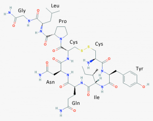 Hormon.oxytocin.kiral.