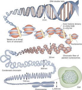 cell chromosome histone dna Informational