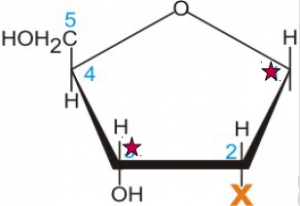 Deoxyribose.kiral